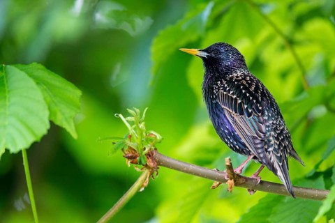 Starling, Starling, European Starling, Common Starling, Sturnus vulgaris, Etourneau sansonnet,