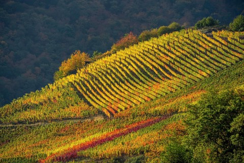Vineyards in autumn in the central Ahr valley, near Mayschoß, Rhineland-Palatinate