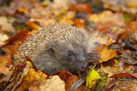 European hedgehog (Erinaceus europaeus) adult animal on a pile of fallen autumn colour leaves in a