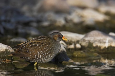 Spotted Crake (Porzana porzana), Lesvos, Greece