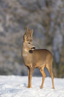 One male Roe Deer, (Capreolus capreolus), walking over a snowy meadow. Snow covered trees in the