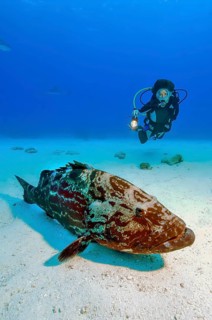 Diver looking at illuminated Giant grouper (Epinephelus itajara) Giant grouper lying on sandy