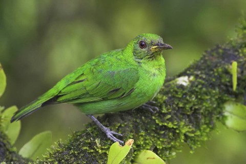 Green Honeycreeper (Chlorophanes spiza) female, Costa Rica