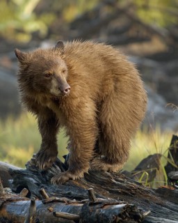 Black Bear cub (Ursus americanus) standing on a pile of driftwood at Lake Tahoe California