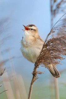 Sedge Warbler (Acrocephalus schoenobaenus) singing, Lower Saxony, Germany
