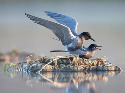 Black Tern (Chlidonias niger) pair mating, Mecklenburg-Western Pomerania, Germany