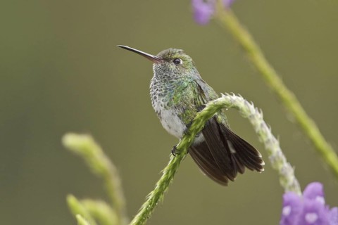 Glittering-throated Emerald (Amazilia fimbriata), Ecuador
