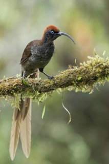 Brown Sicklebill (Epimachus meyeri) perched on a branch in Papua New Guinea