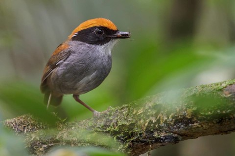 Black-cheeked Gnateater (Conopophaga melanops) perched on a branch in the Atlantic rainforest of