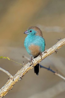 Blue Astrild, (Uraeginthus angolensis), animals, birds, Astrild, perch, biotope, habitat, Africa,