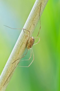 Schwarzaugenkanker weiblich, Rilaena triangularis feminam Harvestmen female, Rilaena triangularis