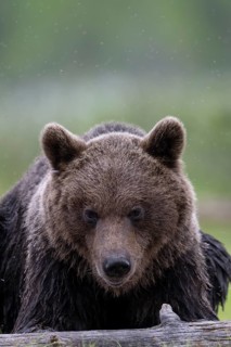 Brown bear (Ursus arctos) in the Finnish taiga, Kuusamo, Finland