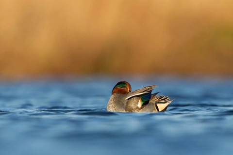 Eurasian Teal (Anas crecca) male, Utrecht, Netherlands