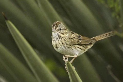 Lincoln's Sparrow (Melospiza lincolnii), Texas, USA