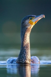 Great Cormorant (Phalacrocorax carbo), North Rhine-Westphalia, Germany