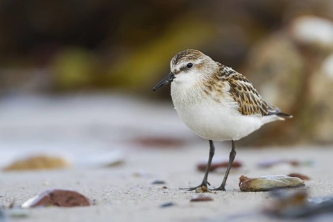 Little Stint (Calidris minuta), Schleswig-Holstein, Germany