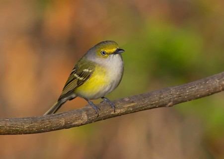 White-eyed Vireo (Vireo griseus) 1st spring, male, Ohio, USA