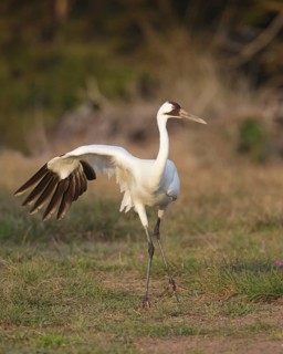 Whooping Crane (Grus americana), Texas, USA