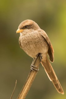 Yellow-billed Shrike (Corvinella corvina), Gambia