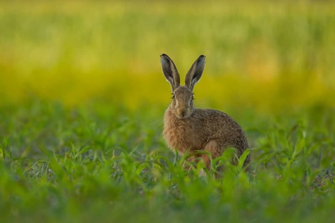 European brown hare (Lepus europaeus) adult animal in a farmland maize crop in summer, Norfolk,