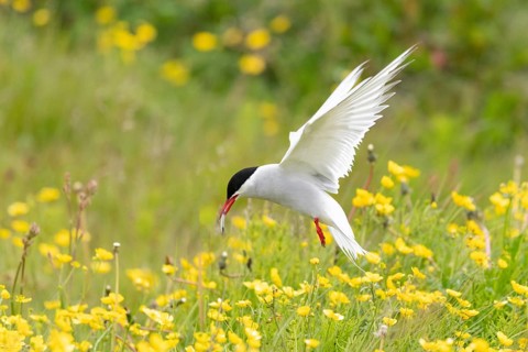 Arctic Tern (Sterna paradisaea) flying over blooming meadow with a sandeel in beak, Iceland