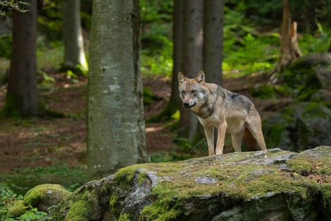 Wolf (Canis lupus) standing on a moss-covered rock and looking attentively, captive, Bavarian