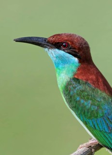 Blue-throated Bee-eater (Merops viridis) perched on a branch, Malaysia