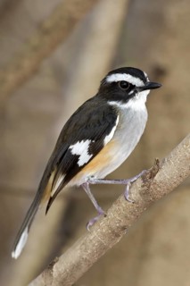 Buff-sided Robin (Poecilodryas cerviniventris), Western Australia, Australia