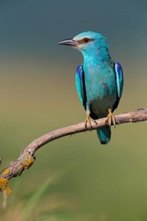 Blauracke, European Roller, Roller, Coracias garrulus, Rollier d'Europe, Carraca Europea, Carraca
