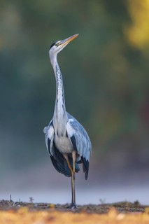 Grey Heron (Ardea cinerea) in a threathening posture, North Rhine-Westphalia, Germany