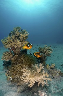 Red sea anemonefish (Amphiprion bicinctus)