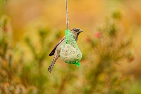 House sparrow (Passer domesticus) feeding on a hanging suet ball at a garden bird feeder, autumn