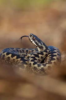 Common european adder or European viper (Vipera berus) adult snake with its tongue out, England,