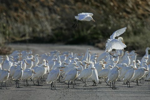 Western Cattle Egret (Bubulcus ibis) group, Spain