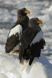 Steller's Sea Eagle (Haliaeetus pelagicus), Hokkaido, Japan