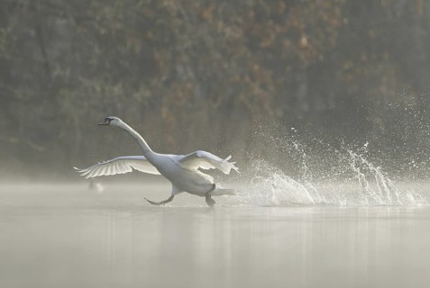 Mute Swan (Cygnus olor) flying, Saxony, Germany