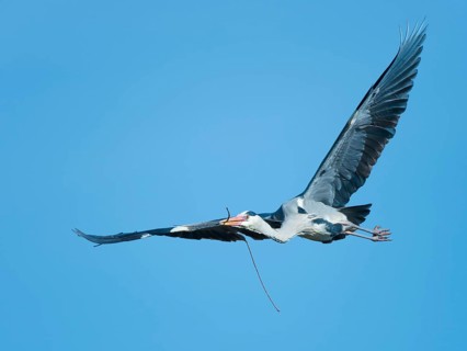 Grey Heron (Ardea cinerea) flying with nesting material in beak, Hesse, Germany