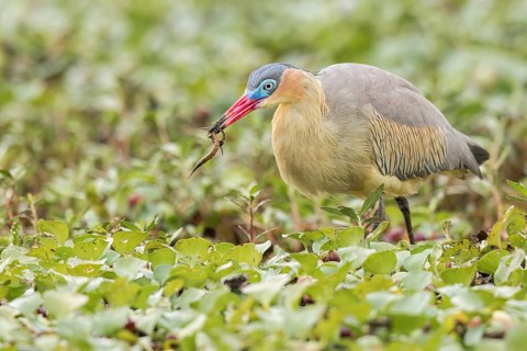 Whistling Heron (Syrigma sibilatrix) feeding in a marsh in the Pantanal of Brazil