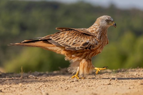 Red kite (Milvus milvus), on the ground, Catalonia, Spain