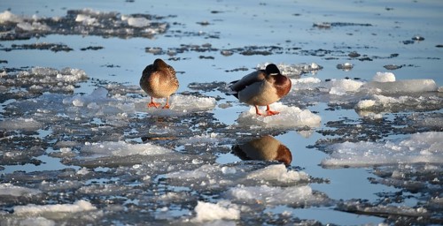 Mallards (Anas platyrhynchos) sitting on ice on the frozen Elbe near Geesthacht,