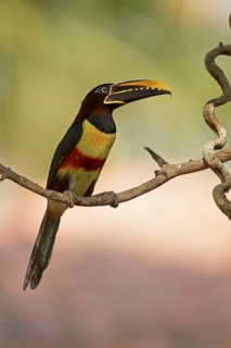 Chestnut-eared Aracari (Pteroglossus castanotis), Pantanal, Brazil
