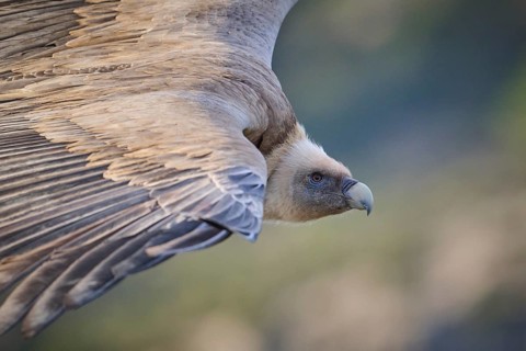 A Griffon Vulture soars majestically over the spectacular landscapes of Alicante, Spain The wild