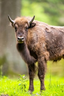 European bison (Bison bonasus) standing on a meadow in summer, Bavarian Forest, Germany