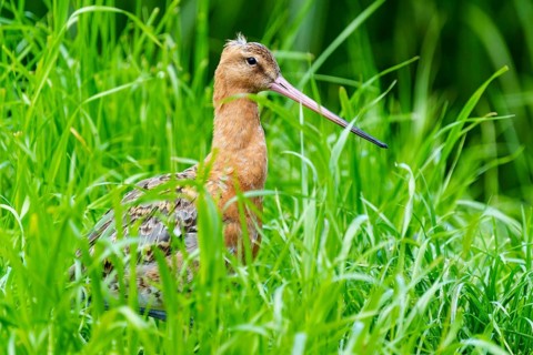 A bird with a long beak stands in the tall grass, Black-tailed Godwit (Limosa limosa), France