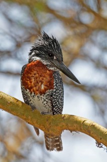 Giant Kingfisher (Megaceryle maxima) male, Masai Mara, Kenya