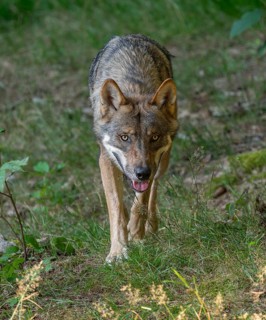 Wolf (Canis lupus) running through its territory, captive, Bavarian Forest National Park, Bavaria,
