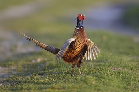 Common Pheasant (Phasianus colchicus) male mating, Lower Saxony, Germany