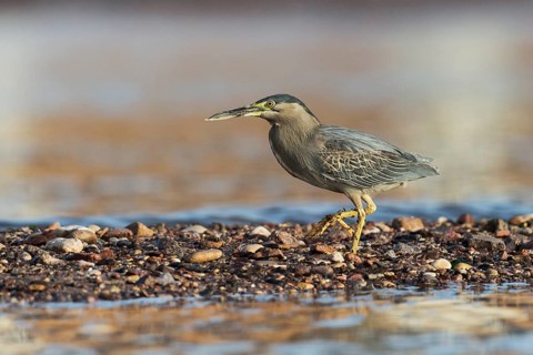 Striated Heron (Butorides striata), Eilat, Israel