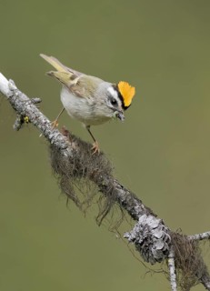 Golden-crowned Kinglet (Regulus satrapa) male perched on lichen covered branch with food in its