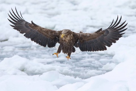 White-tailed Eagle (Haliaeetus albicilla) landing on ice, Hokkaido, Japan
